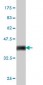 MCM2 Antibody (monoclonal) (M01)